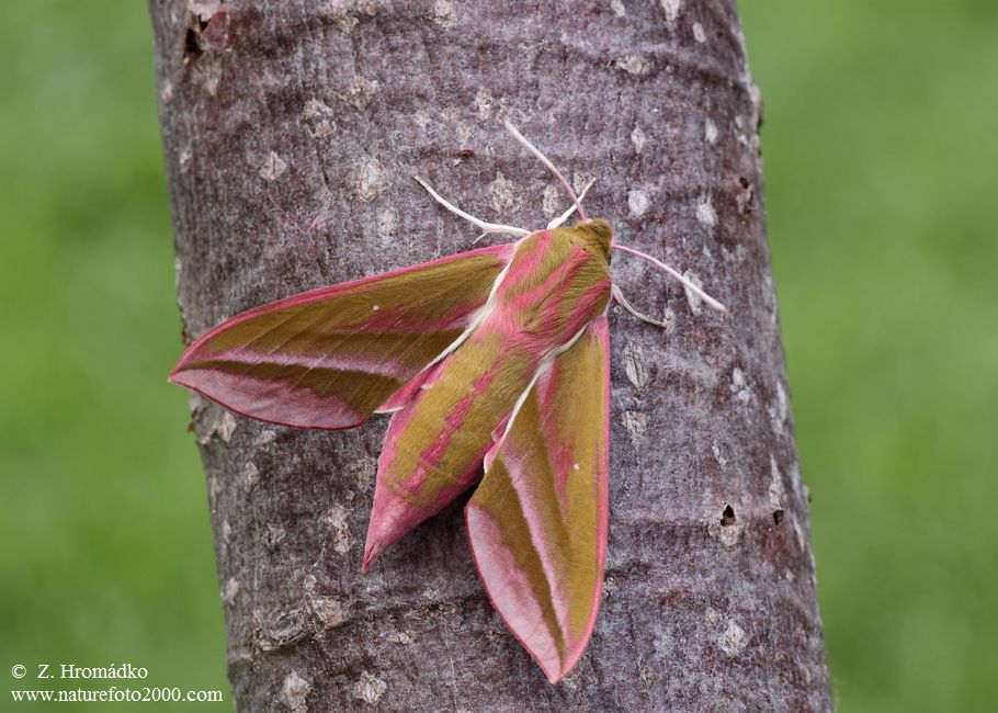 lišaj vrbkový, Deilephila elpenor (Motýli, Lepidoptera)